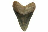 Fossil Megalodon Tooth - North Carolina #328437-2
